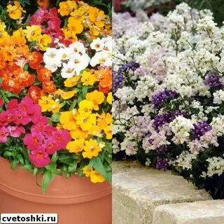 Немезия уход в открытом грунте