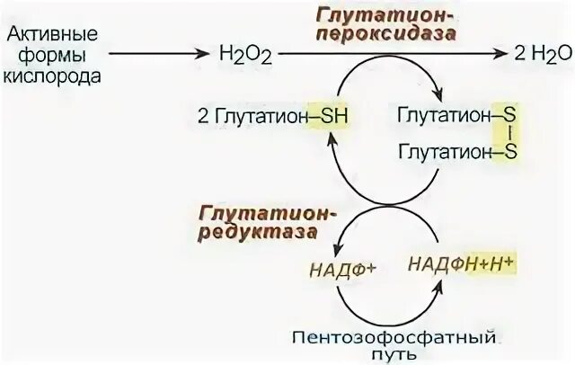 Обезвреживание активных форм кислорода в эритроцитах. Схему обезвреживания активных форм о2 в эритроцитах. глутатион антиоксидант биохимия. активные формы кислорода. схема метаболизма эритроцитов.