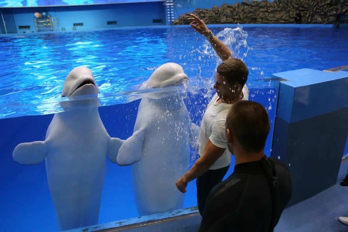 Дельфинариум на вднх. Москва дельфинарий 2023. Московский дельфинарий на ввц. Дельфинарий лазаревское. Москва дельфинарий 2023.