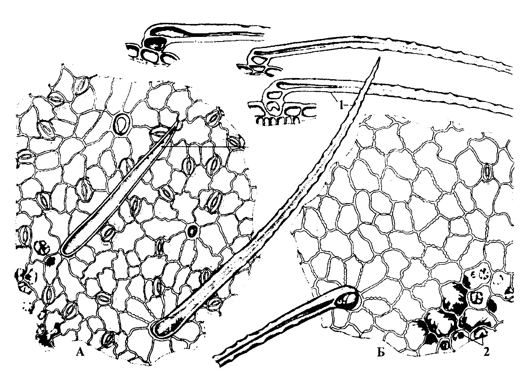 Микроскопический анализ лекарственного растительного. Термопсиса ланцетного трава микроскопия. Лист термопсиса микроскопия. Микроскопия термопсиса ланцетного листа. Мачок желтый микроскопия.