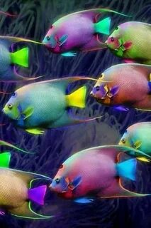 Colorful fish