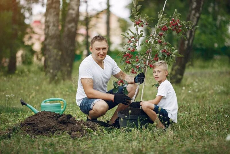 Включи папа на дереве. Дети сажают деревья. Отец и сын сажают дерево. Папа сажает дерево. Ребенок с папой сажает дерево.