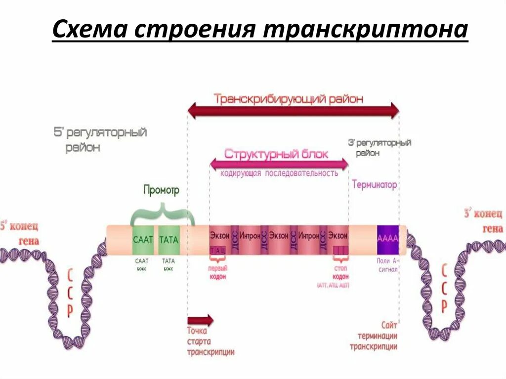 О структуре полипептидов в транскриптоне содержит. О структуре полипептидов в транскриптоне содержит