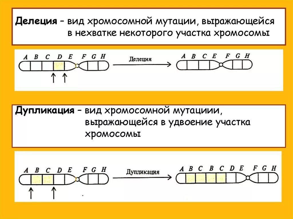 Схема дупликации. Делеция хромосомы. Делеция схема. Виды хромосомных мутаций. Хромосомные удвоение участка хромосомы