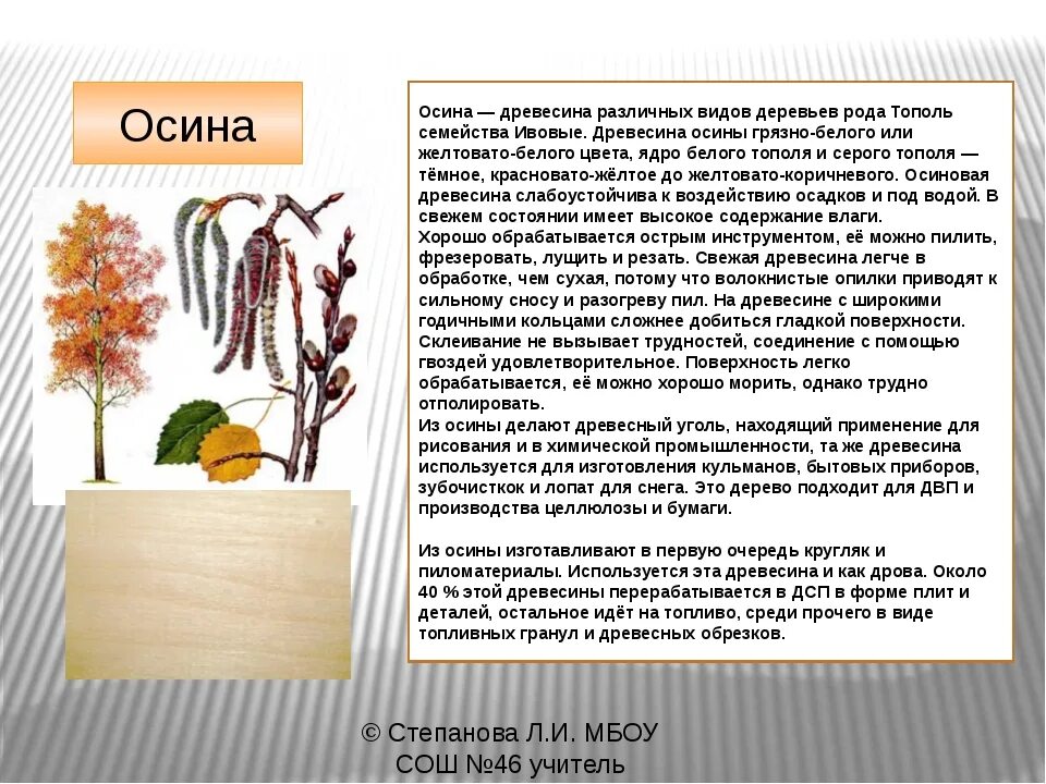 Фитотерапевт плесовских осина. Осина дерево описание. Свойства осины. Осина характеристика дерева. Осина характеристика древесины.