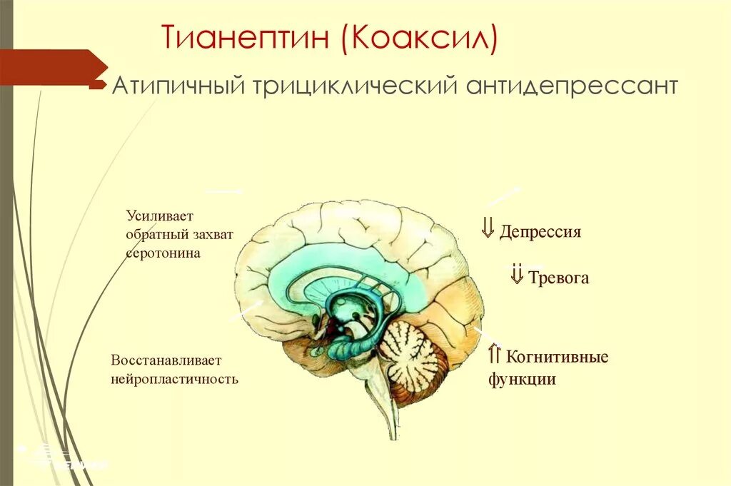 Антидепрессанты на мозг. Тианептин коаксил. Атипичный антидепрессант. Антидепрессант тианептин. Антидепрессанты улучшающие когнитивные функции.