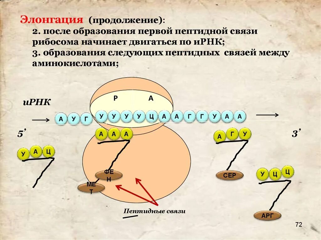 Образование пептидной связи трансляция. Биосинтез белка трансляция элонгация. Рибосома движется по ИРНК. Элонгация синтеза белка. Терминация синтеза белка.