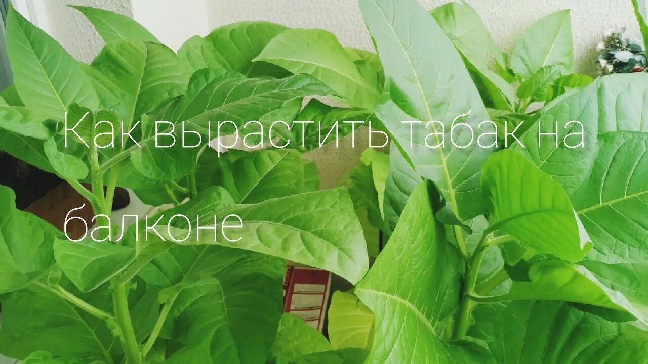 Как вырастить махорку