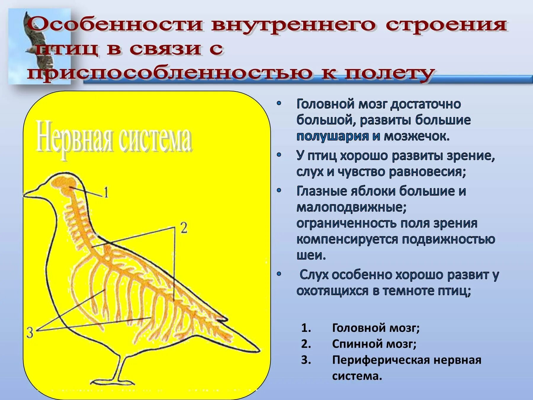 Особенности строения и жизнедеятельности птиц презентация. Системы органов и особенности строения птиц. Особенности строения внутренних систем органов птиц. Внутреннее строение птиц характеристика. Внутреннее строение птицы биология.