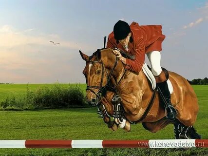 Вид препятствия в конном спорте 7 букв