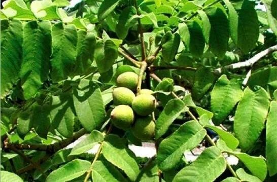 Какое растение имеет орех. Орех маньчжурский - juglans mandshurica плод. орех серый juglans cinerea. маньчжурский орех в санкт-петербурге дерево. орех маньчжурский серый.