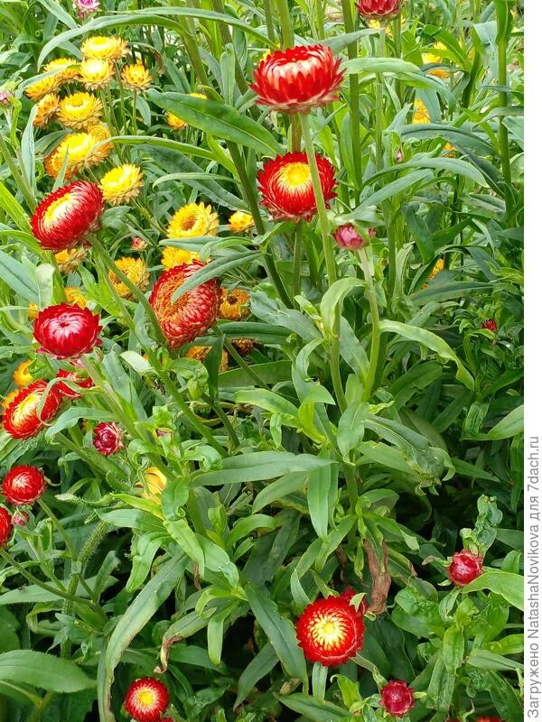 Цветок гелихризум рассада. Цветы бессмертники гелихризум. Гелихризум рассада. Гелихризум рассада. Гелихризум черешковый семена.