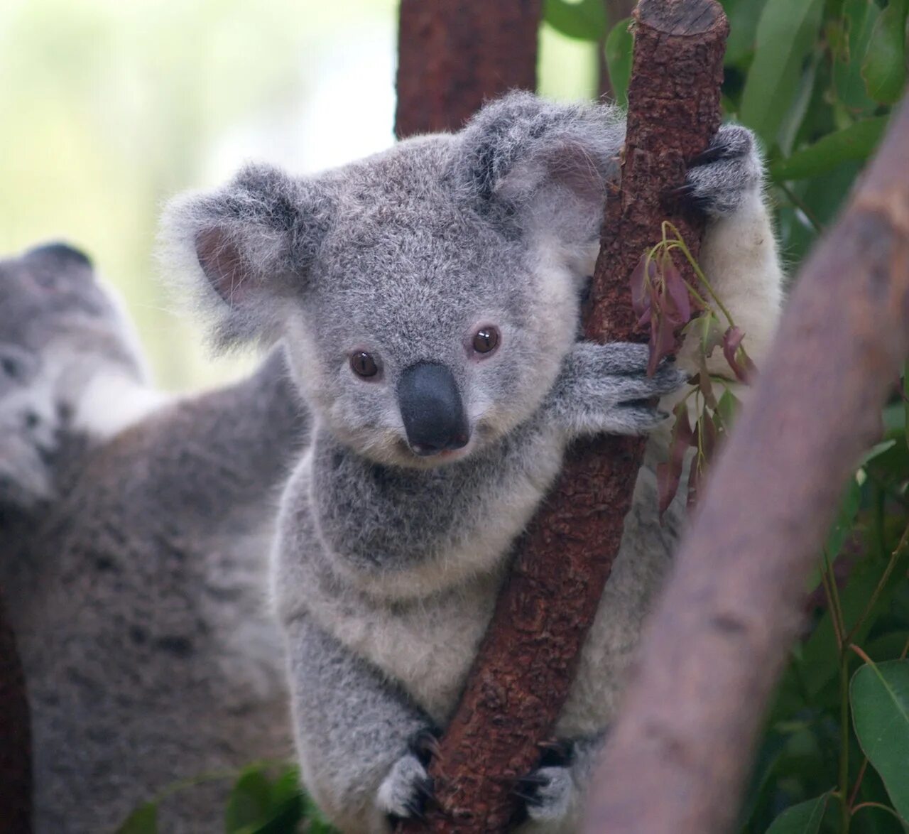 Коала цвет. Коала сумчатое. Эндемики коала. Мишка коала. Австралия Куала.