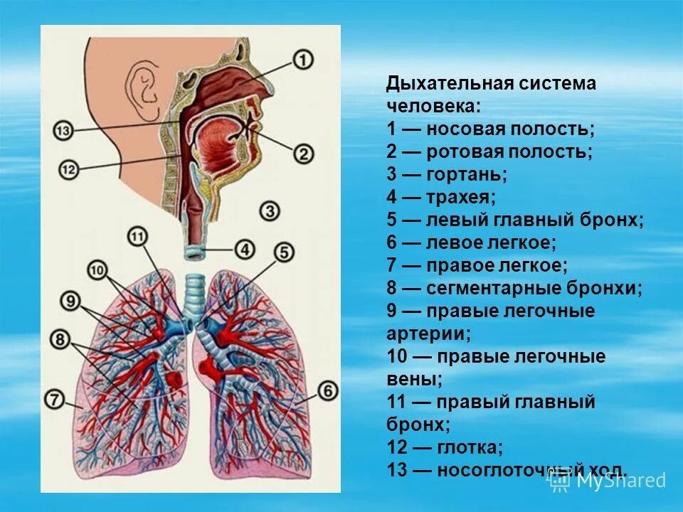 Органы выполняющие дыхательную функцию. Отделы дыхательной системы схема. Рисунок строения органов дыхательной системы. Структурные элементы дыхательной системы. Строение органов дыхания дыхательные пути.