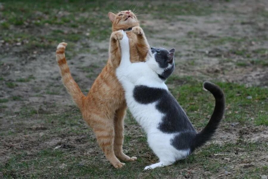 Где котики танцуют. Коты танцуют. Танцующие котики. Кот танцует. Кошка пляшет.