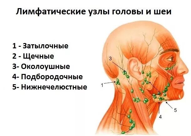 Околоушные лимфатические узлы схема. Регионарные подчелюстные лимфоузлы. Лимфосистема лица и шеи схемы.