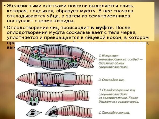 Оплодотворение кольчатых червей 7 класс. Поясок у дождевых червей. Поясок у кольчатых червей.