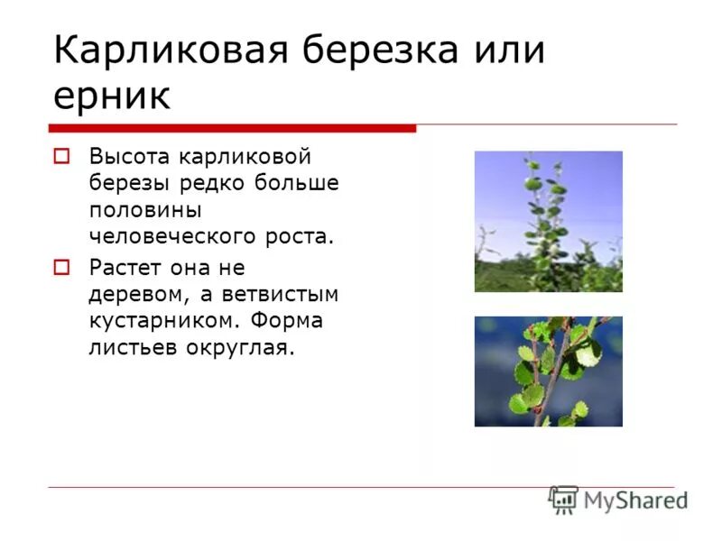 Черты приспособленности карликовой березы. Карликовая береза информация. Приспособление карликовой березы. Карликовая береза приспособ. Карликовая береза среда обитания