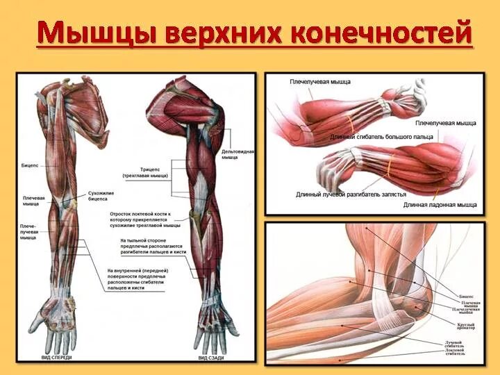 Мышцы верхней конечности вид спереди. Мышцы свободной верхней конечности анатомия строение. Мышцы верхних конечностей мышцы верхней конечности.