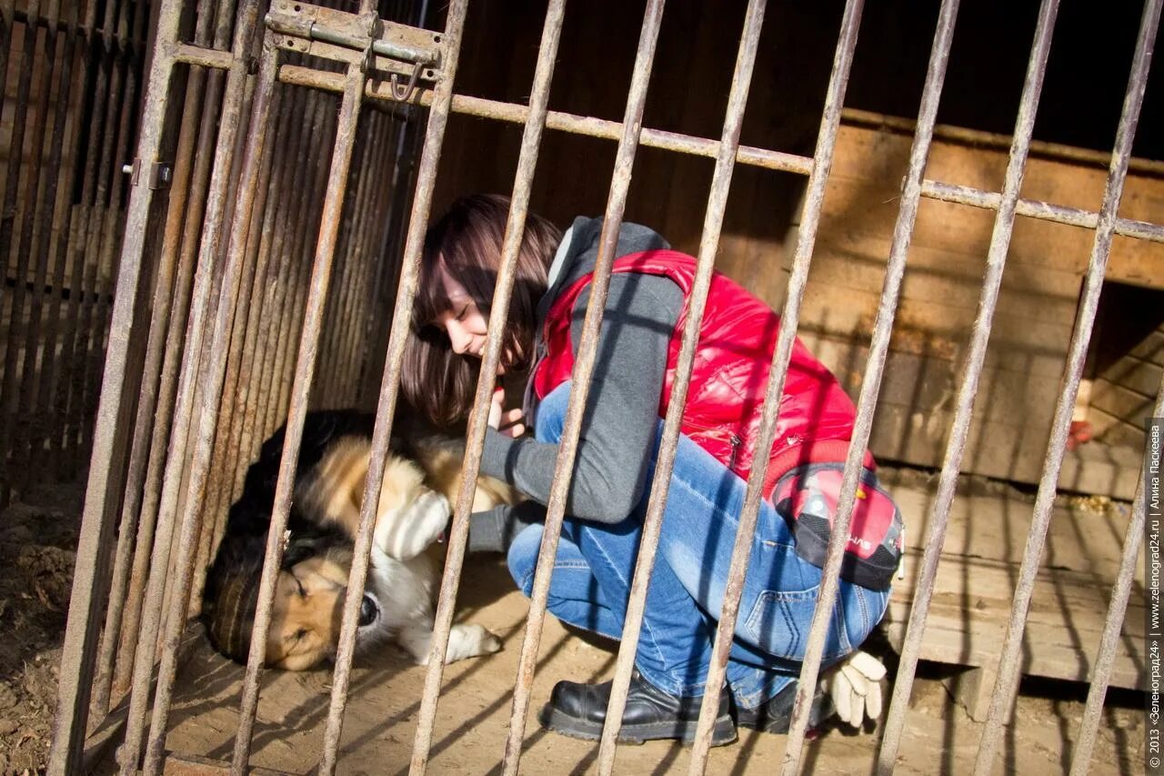 Приют человек помогите людям. Приют для бездомных детей. Приюты для беспризорных детей Псков. Цемяночная улица Сестрорецк приют для собак. Тёплый стан приют бездомных.