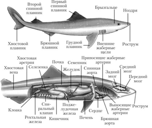 Внутренне и внешнее строение хрящевых рыб. Внутреннее строение хрящевых рыб. Пищеварительная система хрящевых рыб схема. Внутреннее строение осетровых.