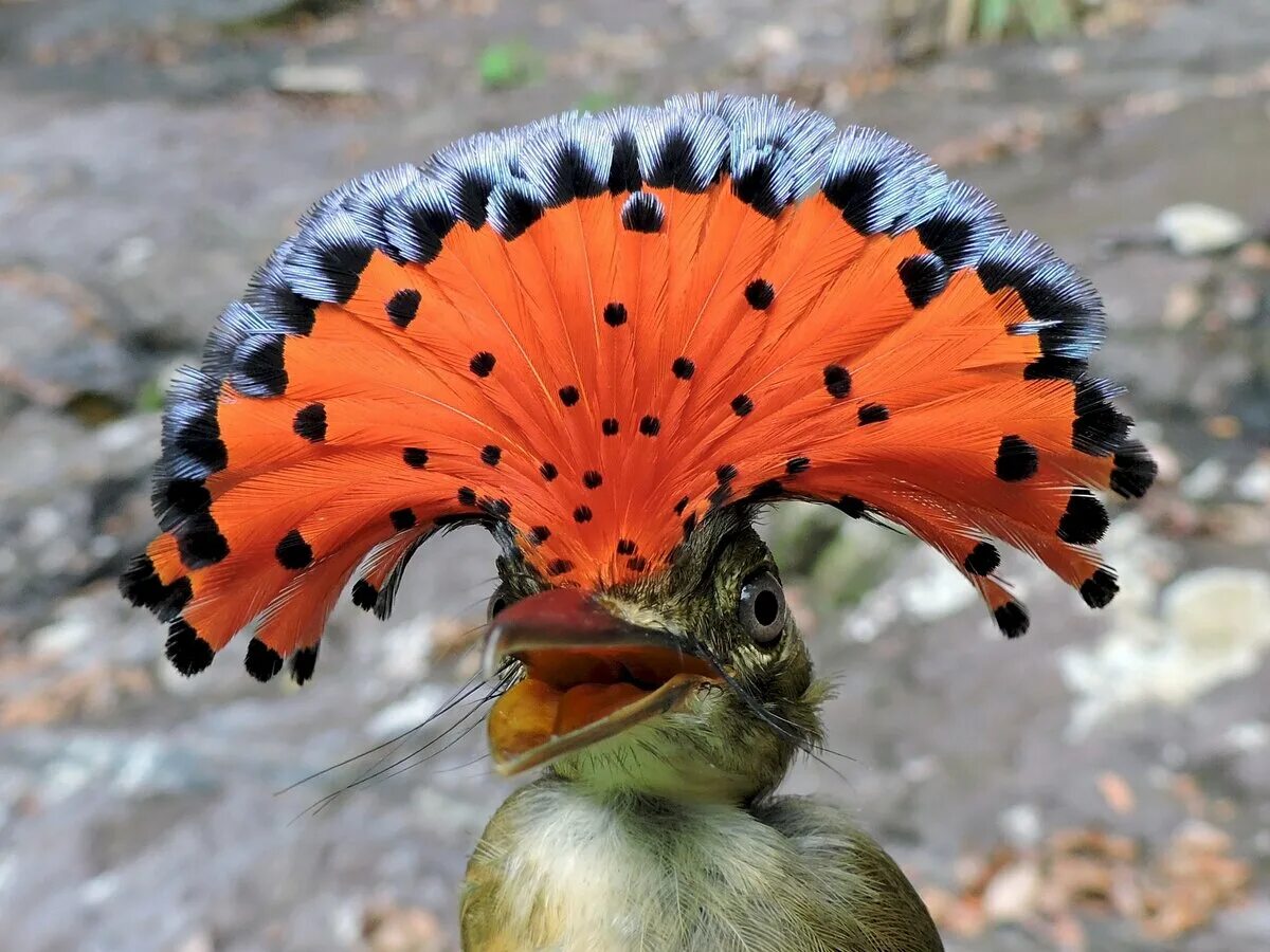 Редкие обитатели. Королевский венценосный мухоед. Амазонский венценосный мухоед. Амазонский Королевский мухоед. Птичка амазонский мухоед.
