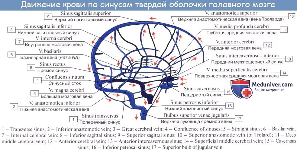 Синусы оболочек головного мозга. Синусы твердой мозговой оболочки схема. Вены головного мозга синусы твердой мозговой оболочки. Схема сообщений синусов твердой мозговой оболочки. Схема венозных синусов твердой мозговой оболочки.