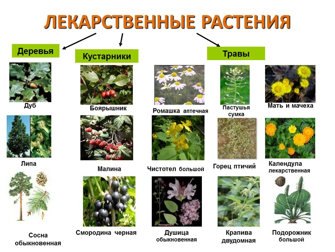 Год какого растения. Лекарственные растения. Лечебные растения. Лекарственные растения названия. Назовите лекарственные растения.