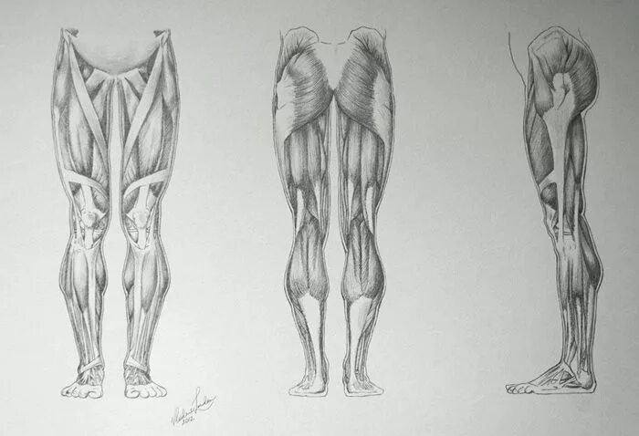 Анатомия ноги. Мышцы ног зарисовки. Мышцы ног для рисования. Ноги референс. Draw leg