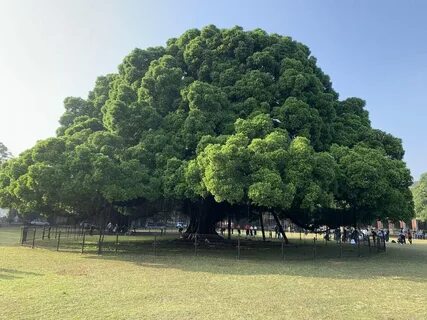 Banyan tree