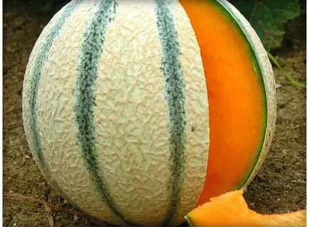 Melon 25.0