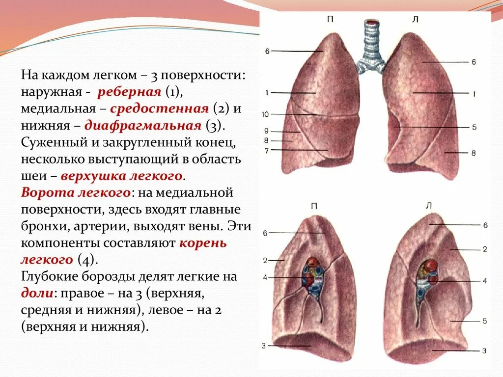 Дыхательная площадь легких. Лёгкие анатомия строение доли. Анатомические структуры корня легкого. Ворота лёгких располагаются на поверхности. Медиальная поверхность левого легкого на латыни.