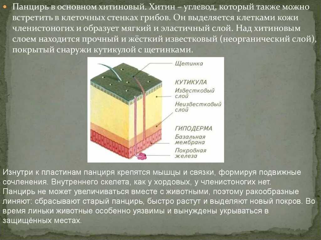 Хитин в клеточной стенке. Эластичный слой. Хитиновый слой. Грибы хитиновая клеточная стенка. Имеется клеточная стенка из хитина