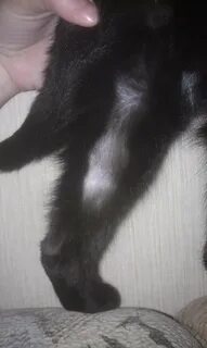 Проплешины на коте