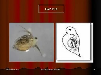 Значение дафнии в жизни человека