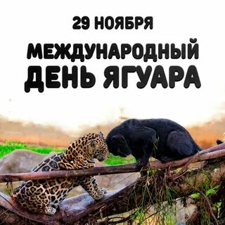 Всемирный день ягуара