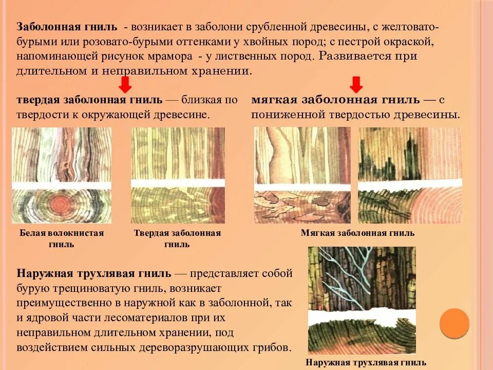 Мягкой лиственной породой является