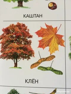 Клен каштан