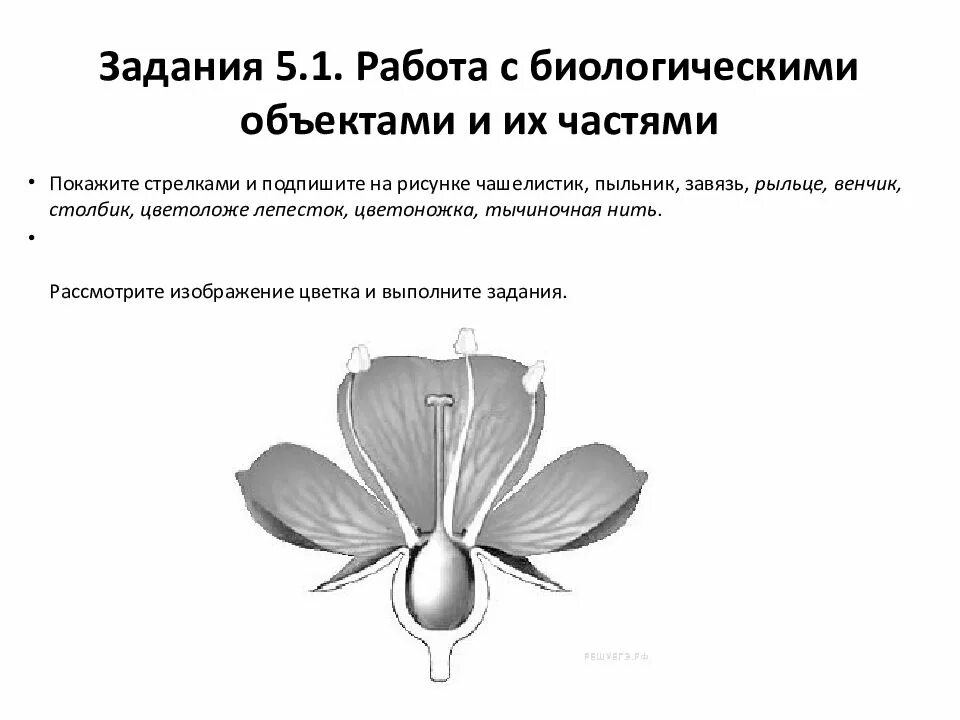 Подпишите на рисунке чашелистик пыльник завязь. Рассмотрите изображение цветка и выполните задания. Покажите на рисунке чаш. Чашелистник, пыльрик завязь на рисунке. Впр биология 6 класс плоды