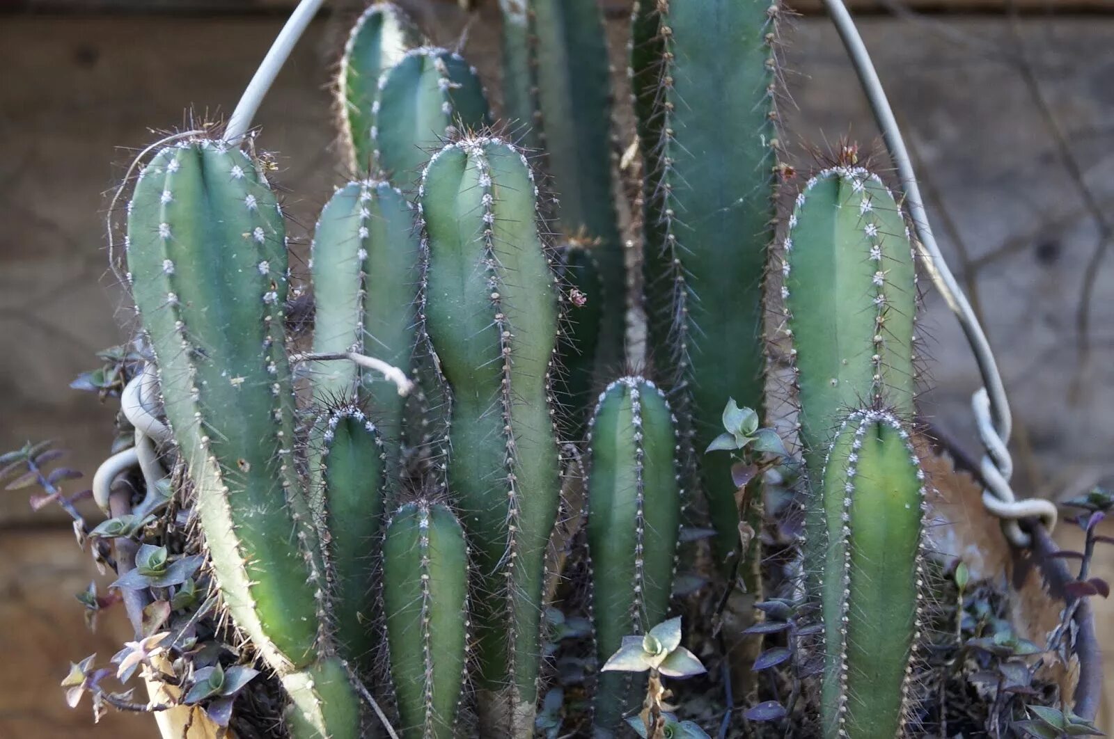 Cactus dg. Кактус цереус Валидус. Цереус Лазурный. Кактус цереус Лазурный. Цереус Апорокактус опунция.