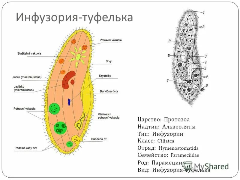 Схема внутреннего строения инфузории туфельки. Строение туфельки биология. Строение инфузории туфельки 7 класс. Биология 7 класс рис инфузория туфелька.