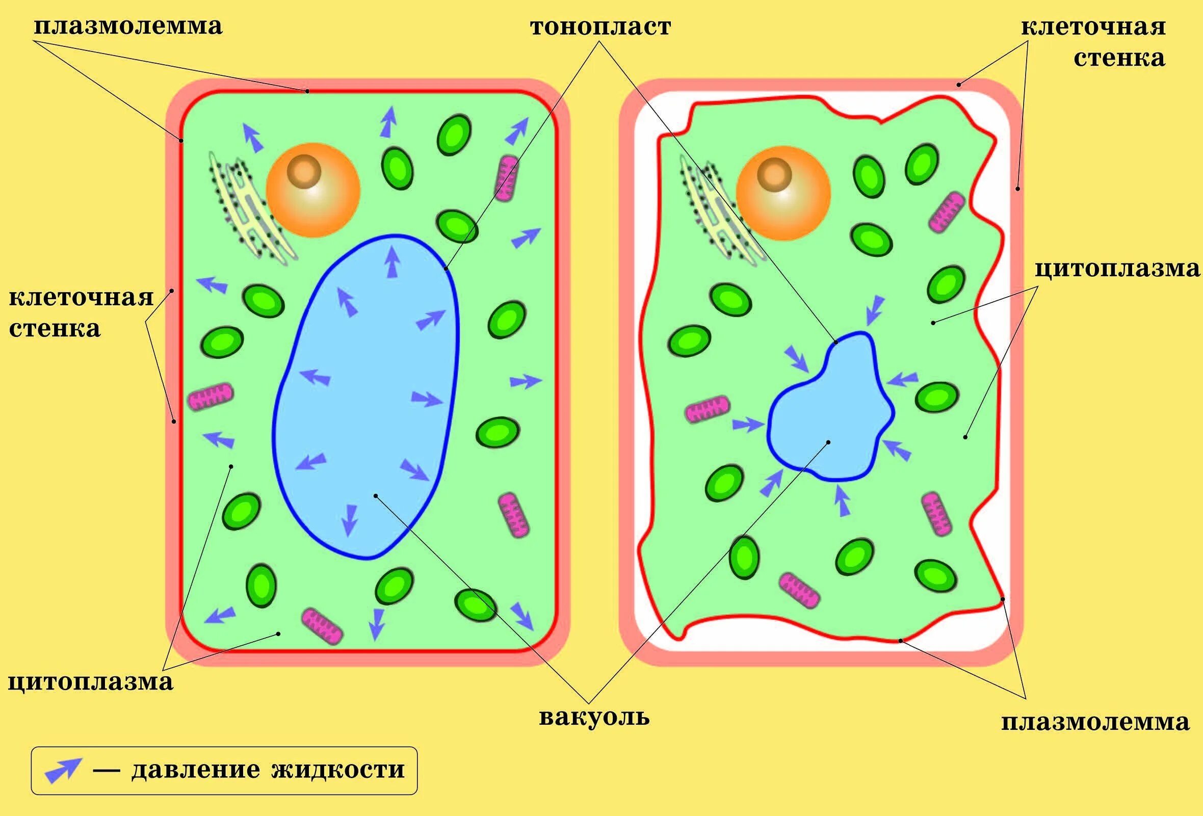 Крупная вакуоль растительной