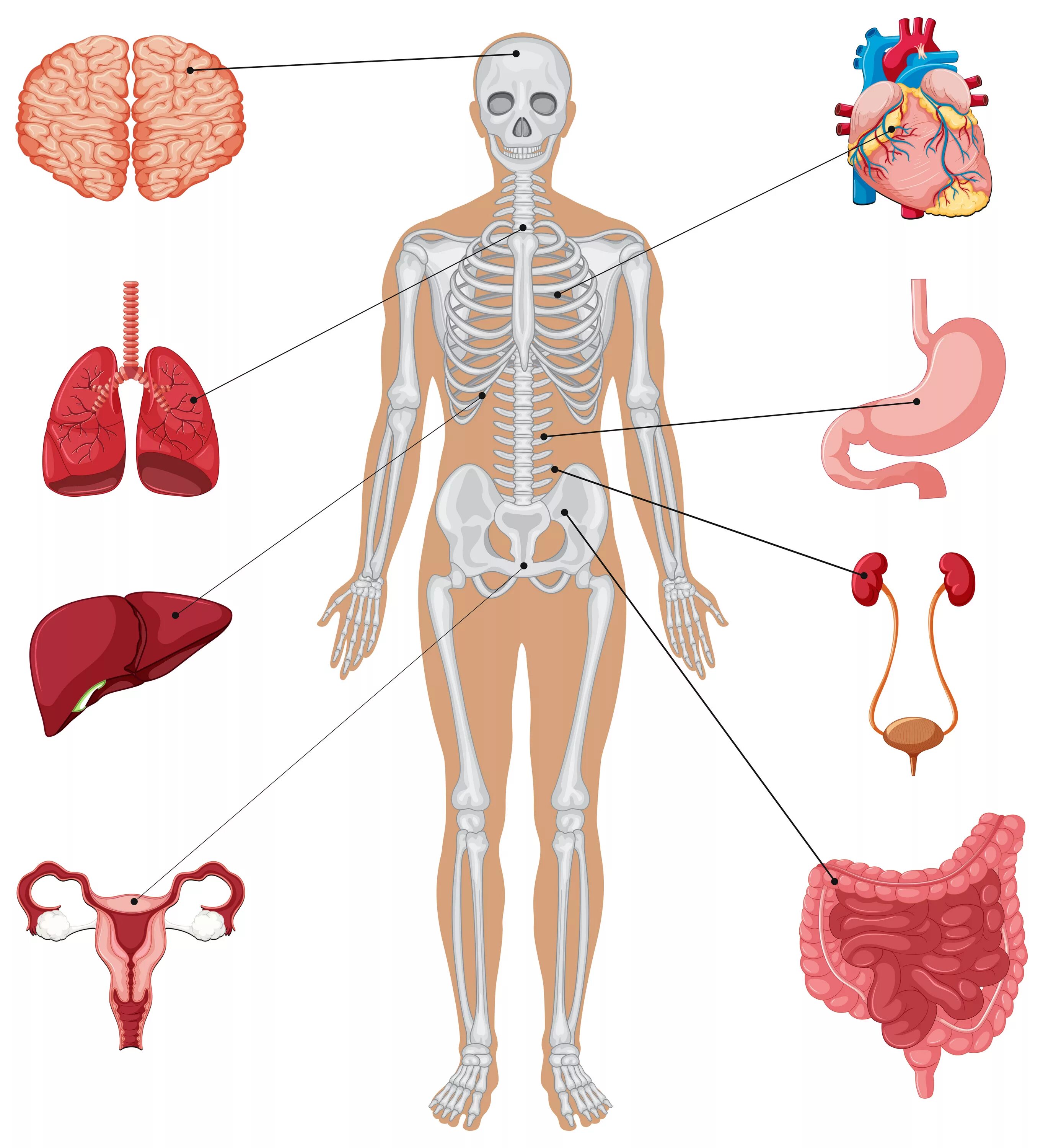 Макет строения внутренних органов человека. Анатомия человека внутренние органы и скелет. Макет человека с органами. Фигура человека с органами. Схема органов и скелета человека.