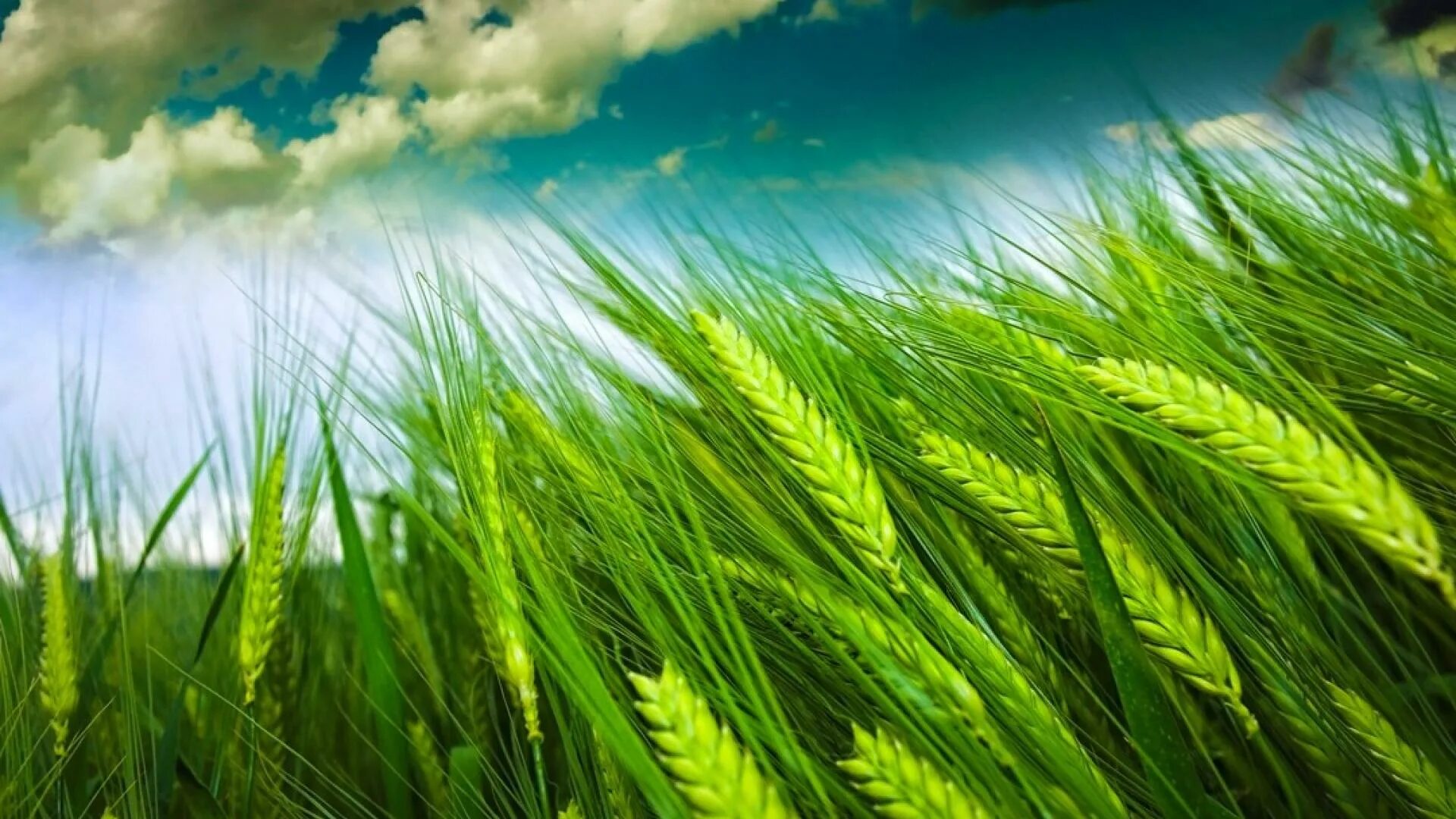 Поле пшеницы. Зеленое поле пшеницы. Зеленый колосок пшеницы. Пшеница фон.