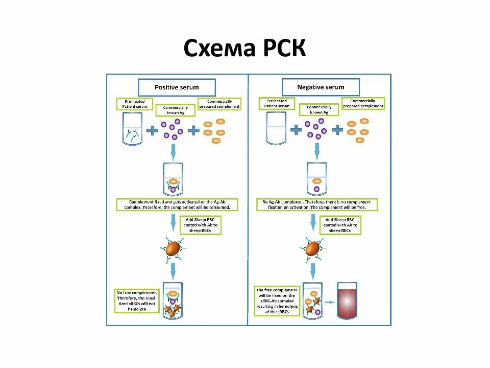 Комплемента рск. Реакция связывания комплемента схема. Схема реакции связывания комплемента (РСК). Схема РСК микробиология. Схема РСК С сывороткой больного.