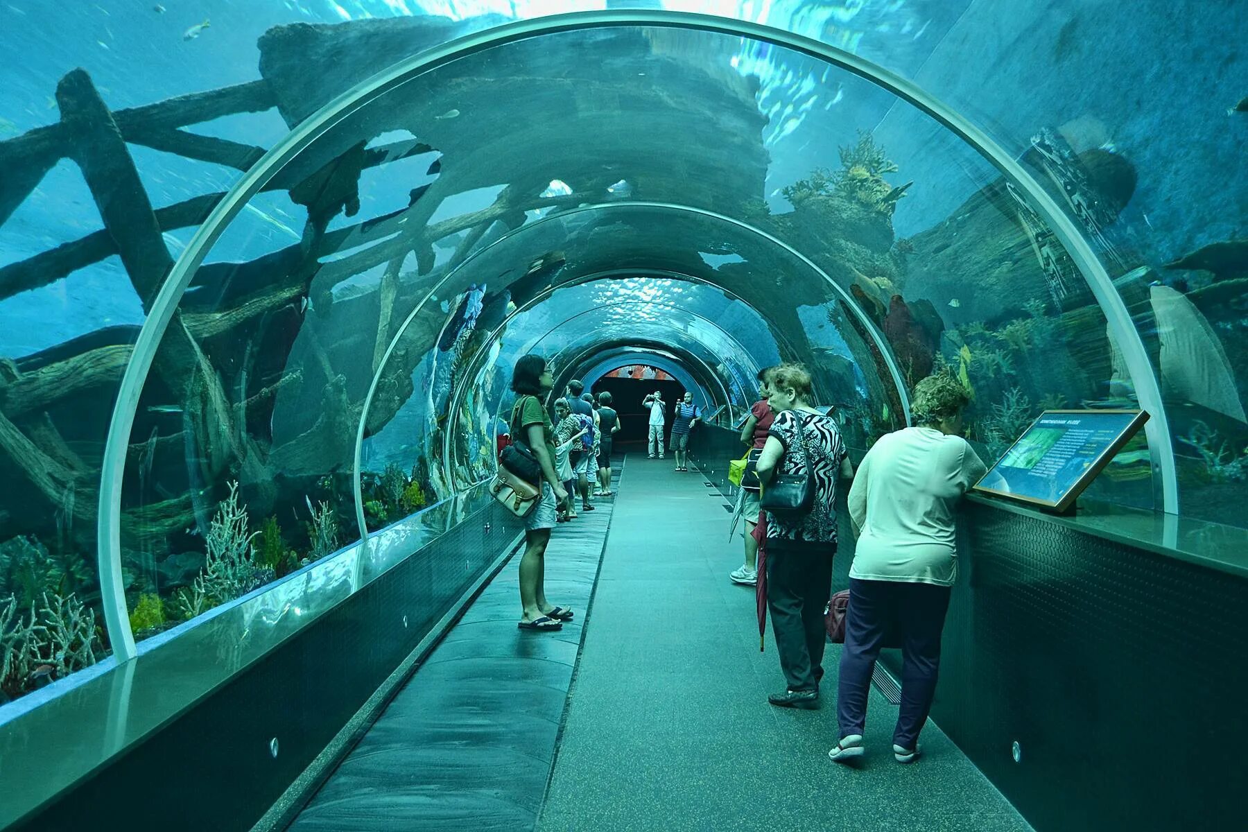 Отзыв sea life. Океанариум в Сингапуре s.e.a. Aquarium. Сингапур Сентоза океанариум. Marine Life Park, Сингапур. Морская жизнь (Marine Life Park)в Сингапуре.