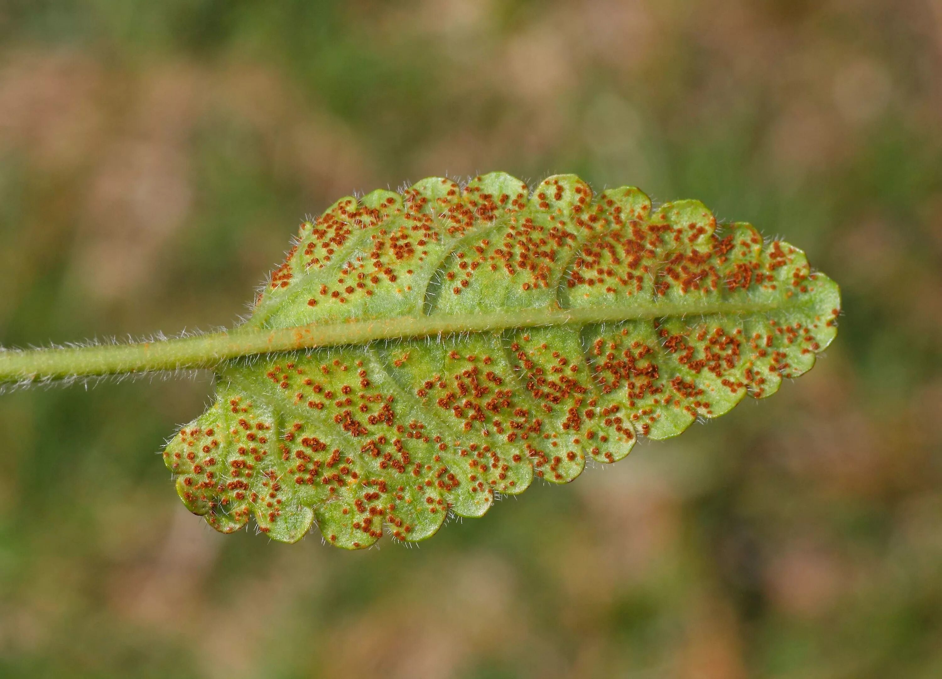 Грибы паразиты ржавчинные грибы. Ржавчина возбудитель. Ржавчина возбудитель. Ржавчина возбудитель. Альтернариоз, церкоспороз.