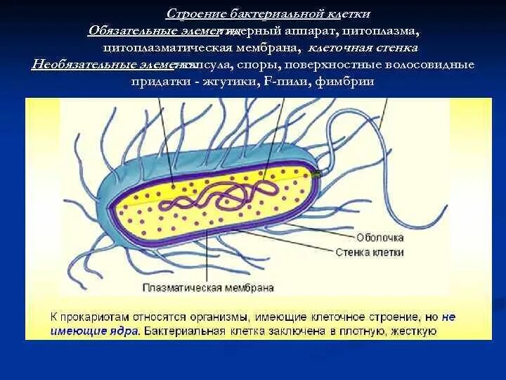 Производные микробной клетки споры капсулы жгутики. Ядерный материал у бактерий микробиология. Строение бактериальной клетки. Структура бактериальной клетки. При резких изменениях температуры бактериальная клетка образует