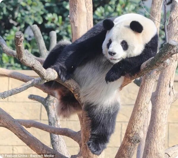 Panda falling trees