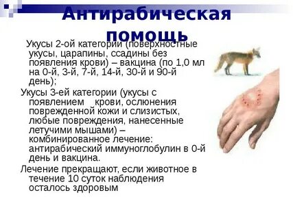 Укус кота чем лечить